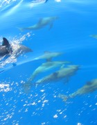 Pod of dolphins swimming.