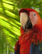 Costa Rican Macaw